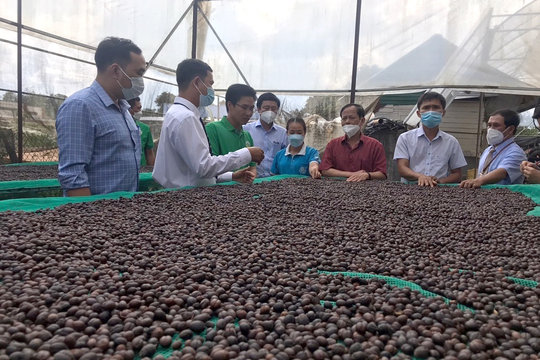 Phát triển bền vững ngành hàng cà phê