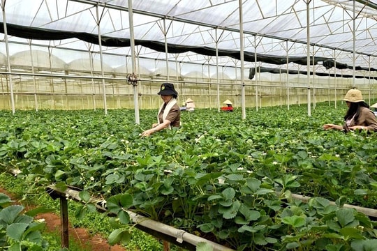 Nghị quyết chuyên đề mở hướng phát triển phường Lang Biang - Đà Lạt