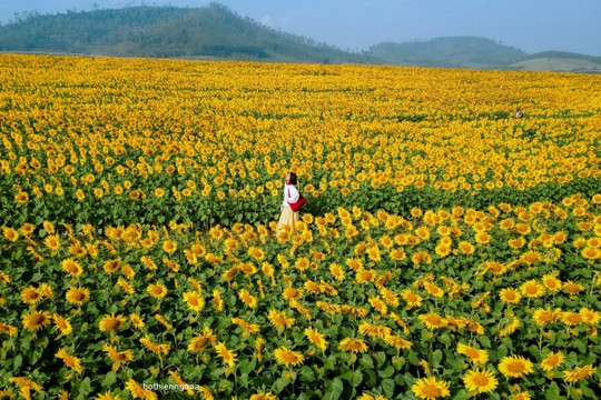 Nghệ An: Trải nghiệm sắc vàng rực rỡ tại cánh đồng hoa hướng dương Nghĩa Lâm