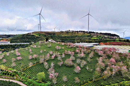 Lễ hội hoa mai anh đào Đà Lạt khai mạc từ ngày 16/1