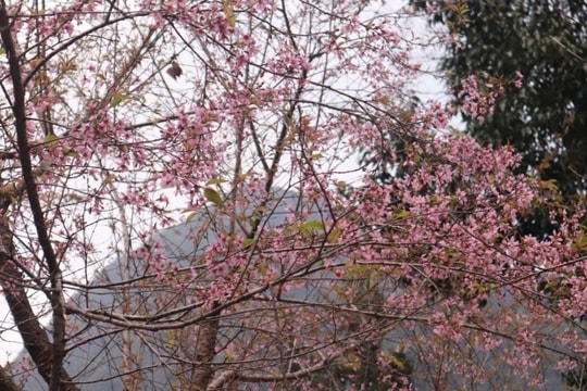 Tuyên Quang: 5 tọa độ ngắm hoa anh đào rực rỡ dịp Tết Dương lịch