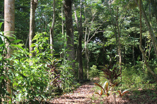 The Man Behind a “Forest Museum”