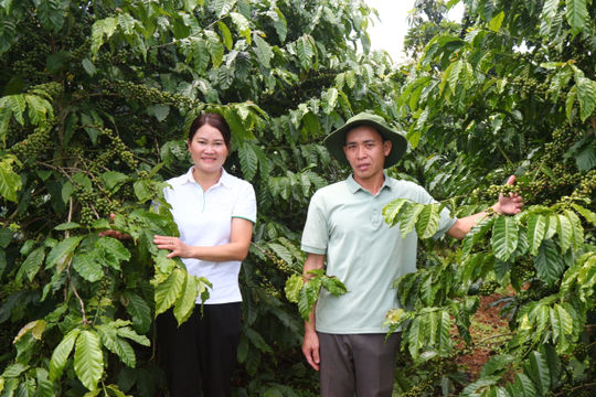 Giọt đắng... trên miền đất “ngọt”