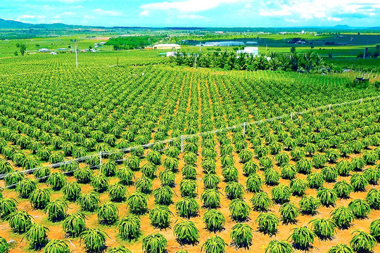 “Rồng Xanh” chinh phục thị trường khó tính