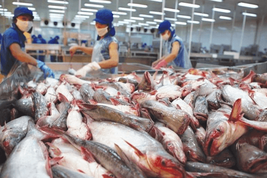 Xuất khẩu cá tra dự báo đạt gần 2,2 tỷ USD năm 2025 và tăng lên 2,3 tỷ USD năm 2026
