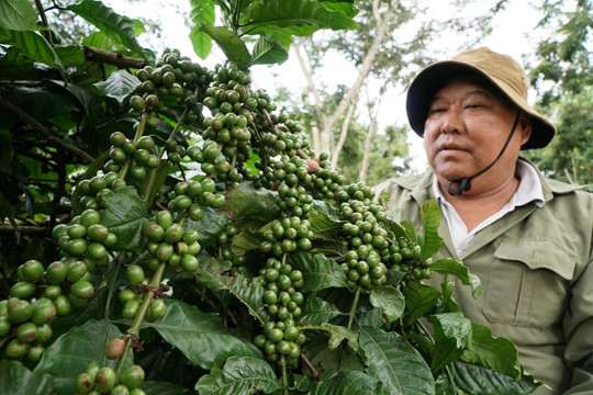 Helping Lam Dong Coffee Reach Global Markets