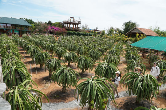 Vườn cây đón du khách