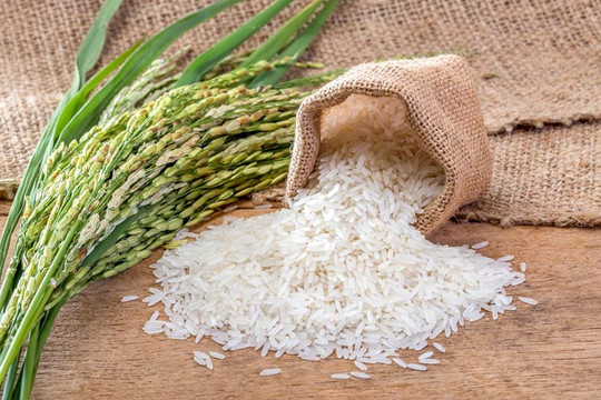 Giá lúa gạo hôm nay 1/1/2026: Thị trường đi ngang, lúa OM 18 giữ mốc 6.700 đồng/kg
