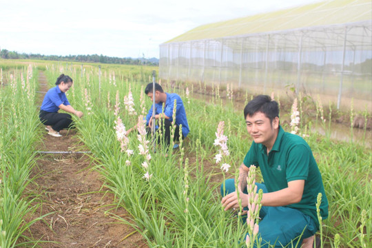 Huệ tím ngát hương trên vùng đất nắng