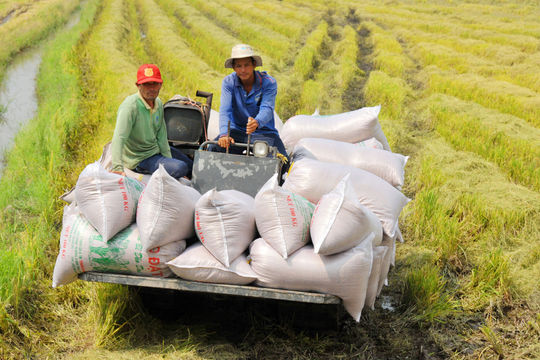 Giá lúa gạo hôm nay 4/1: Thị trường trong nước đi ngang, xuất khẩu thiếu động lực
