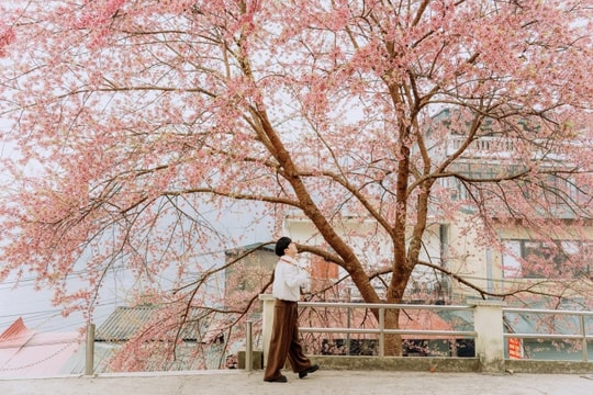 Tuyên Quang: Mùa hoa mai anh đào nở rực rỡ hút khách tại Lũng Cú