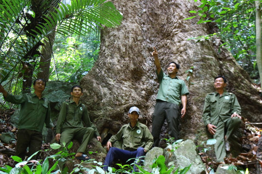 Cho những cánh rừng mãi xanh