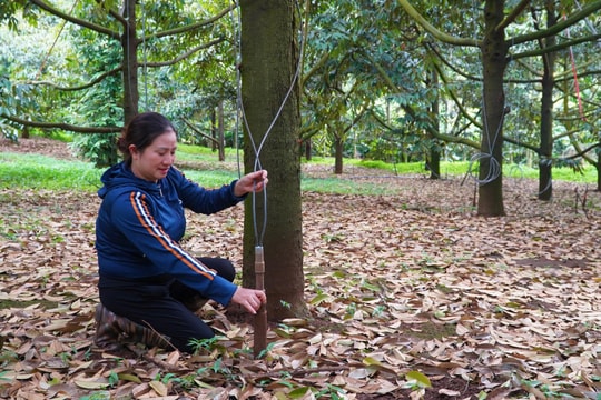 Bón phân, xịt thuốc từ trên cao: Giải pháp mới cho vườn sầu riêng