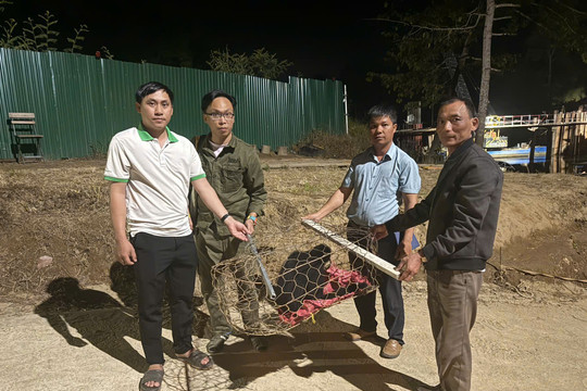 Lam Dong Residents Voluntarily Hand Over Rare and Endangered Wildlife
