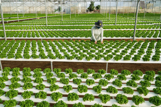 Smart Farming Drives Breakthroughs in Ka Do Commune