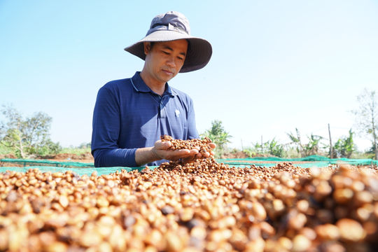 Đưa cà phê Lâm Đồng vào phân khúc cao cấp