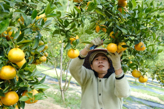Dong Ho Tangerines in Vibrant Orange