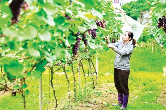 Nền móng cho nông nghiệp hiện đại
