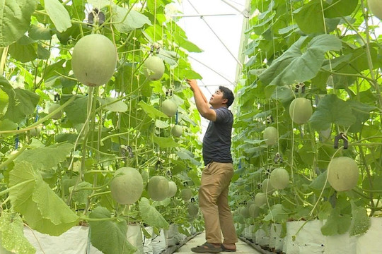 High-Tech Melon Farms Gear Up for the Tet Market