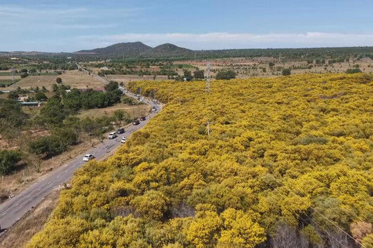 Lam Dong Coast Glows With Earleaf Acacia Blooms