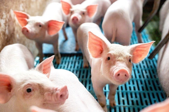 Giá heo hơi hôm nay 8/1: Nhiều địa phương chạm mốc 70.000 đồng/kg