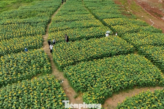 Quảng Ngãi: Ngắm cánh đồng triệu bông hoa hướng dương bừng nở rực rỡ tại An Phú