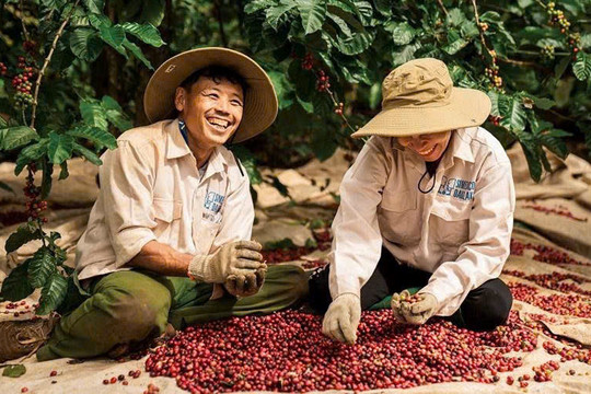 Giá cà phê hôm nay 8/1: Tăng thêm 1.000 đồng/kg, áp sát mốc 100.000 đồng
