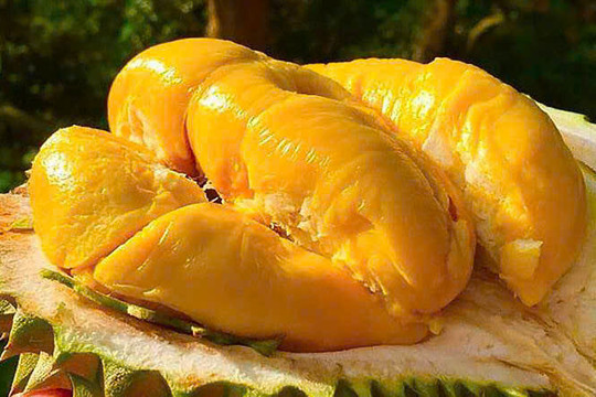 Giá sầu riêng hôm nay 8/1: Sầu Thái và Ri6 đồng loạt tăng đến 5.000 đồng/kg