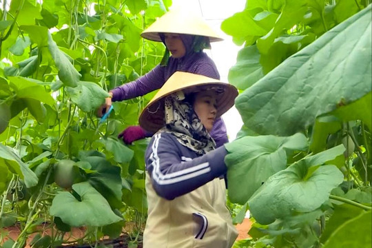 Dưa lưới công nghệ cao phía Đông Lâm Đồng vào vụ Tết