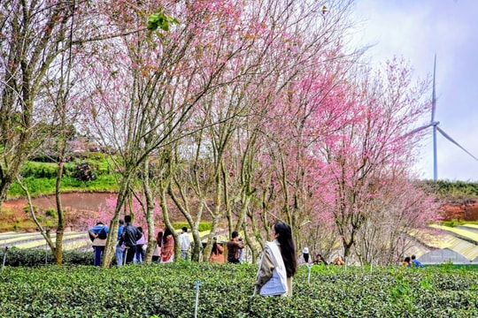 Lễ hội hoa mai anh đào - Đà Lạt xuân 2026 với hàng loạt chương trình đặc sắc