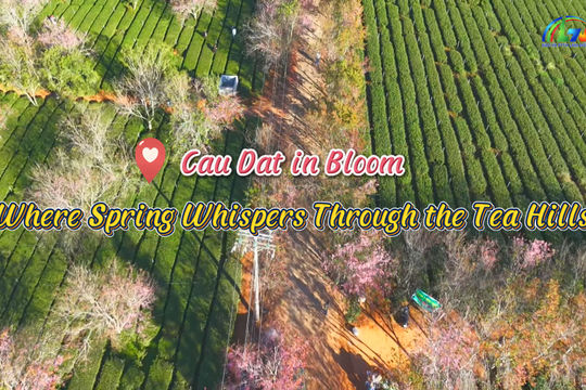Cau Dat in Bloom: Where Spring Whispers Through the Tea Hills