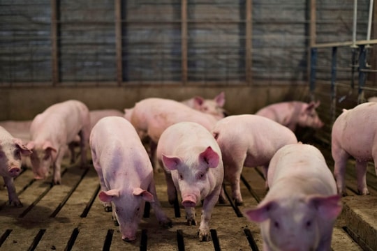 Giá heo hơi ngày 9/1: Miền Bắc đạt đỉnh 71.000 đồng/kg, thị trường tăng mạnh cả nước