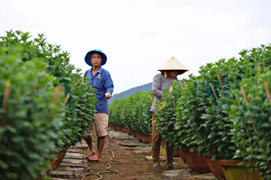 Xuân về sớm ở xóm hoa Nghĩa Bình