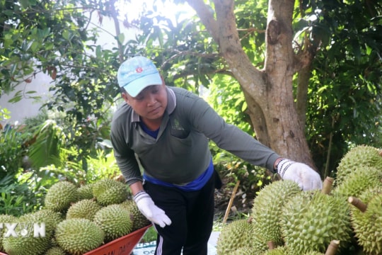 Đến hết năm 2026 sẽ triển khai thí điểm Hệ thống truy xuất nguồn gốc nông sản