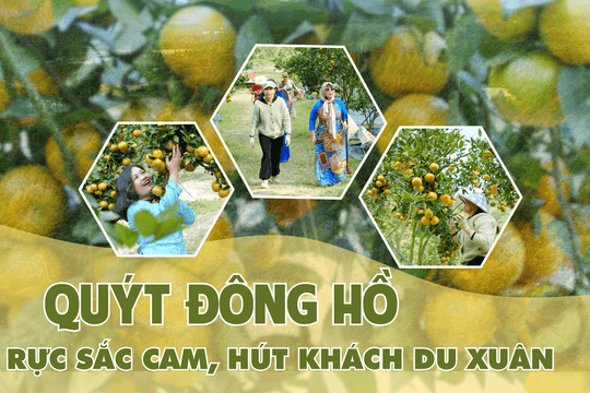 Quýt Đông Hồ rực sắc cam, hút khách du xuân
