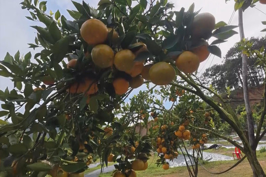 Sweet Season of Ripe Tangerines