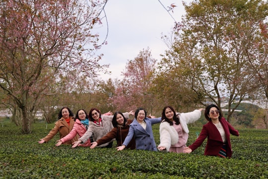 Phường Xuân Trường - Đà Lạt hưởng ứng Lễ hội hoa mai anh đào - Đà Lạt Xuân 2026