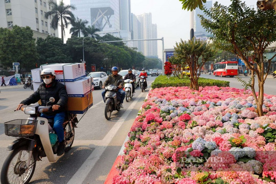 Hà Nội: Ngắm dải hoa cẩm tú cầu rực rỡ như Đà Lạt trên phố Nguyễn Chí Thanh