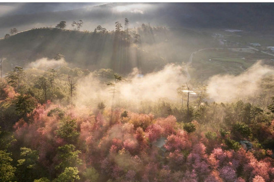 Spring Touches the Highlands – When Flowers Bloom with Da Lat’s Rhythm