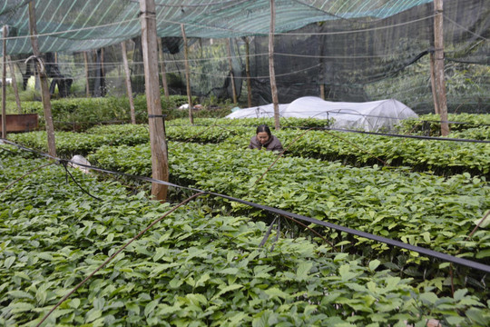 Giá cây giống cà phê về lại quỹ đạo