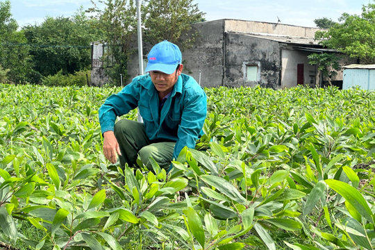 Năm 2026, Lâm Đồng phát triển rừng trên 2.566 ha