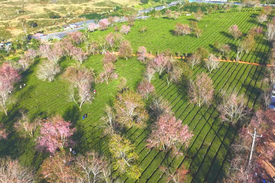 Preserving the Green of Tea Hills Amid Cherry Blossom Season