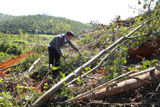 Ngang nhiên dùng máy múc phá hoại vườn tiêu của người dân
