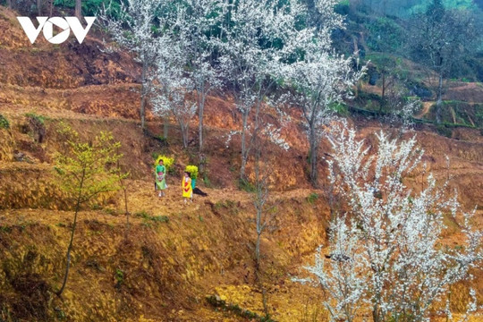 Hà Giang: Hành trình chạm vào linh hồn vùng cao qua những nụ cười trên đá