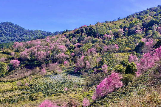 Ngắm mai anh đào ở Mộng Đào Nguyên