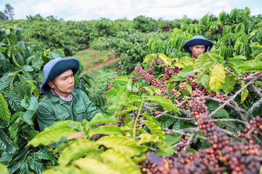 Giá cà phê hôm nay 14/1: Lâm Đồng giảm nhẹ, giá thế giới tiếp đà tăng mạnh