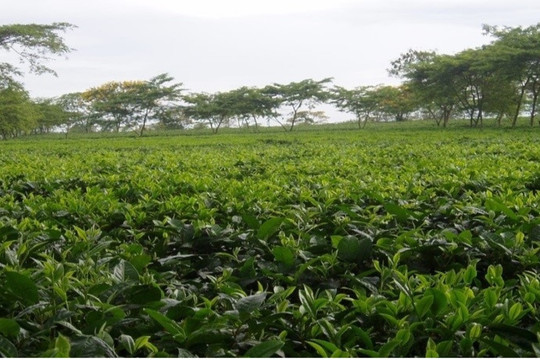 Economic value of Camellia species in Lam Dong Province