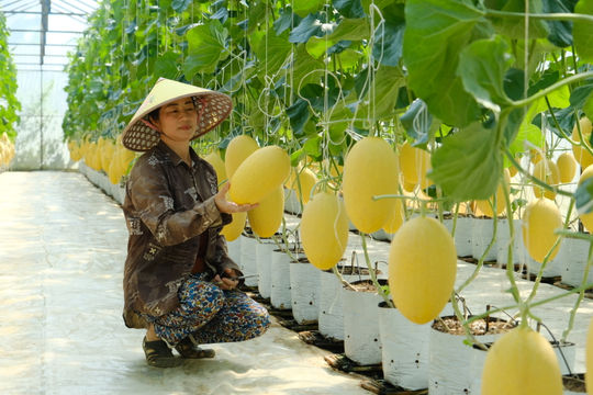 Hiệu quả bước đầu của mô hình trồng dưa lưới tại xứ lúa Cát Tiên