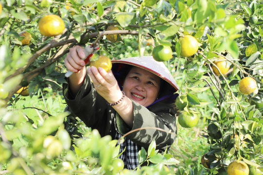 Reaping Sweet Success on Lam Dong’s Volcanic Soil