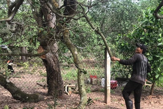 Tận dụng phụ phẩm cây điều già chế biến than sinh khối